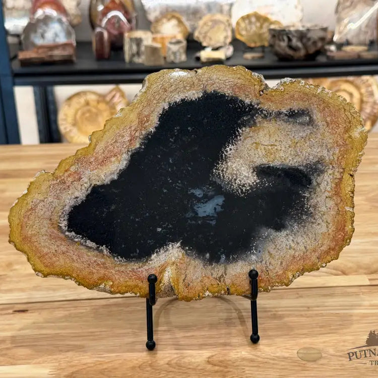 Petrified Palmwood Slab Slab