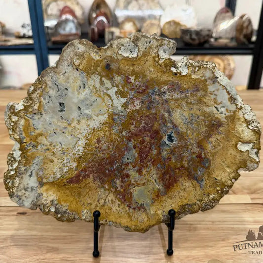 Petrified Palmwood Slab Slab