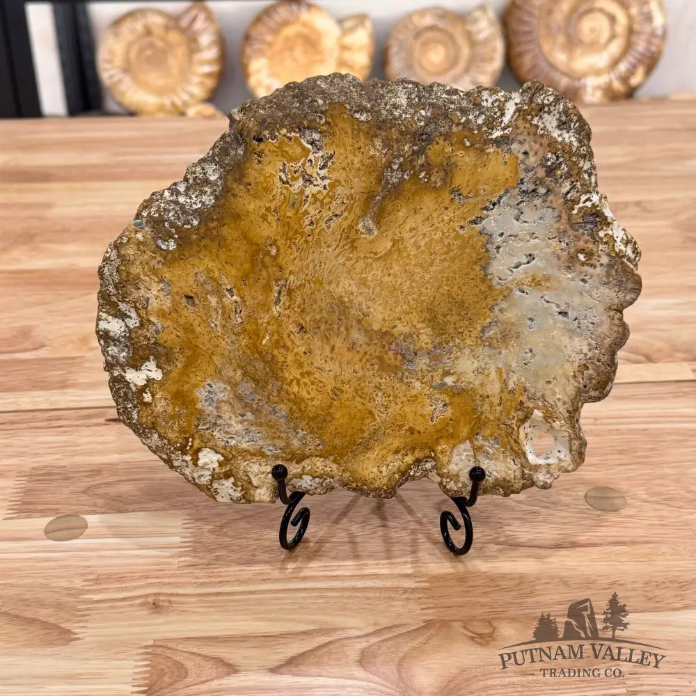 Petrified Palmwood Slab Slab