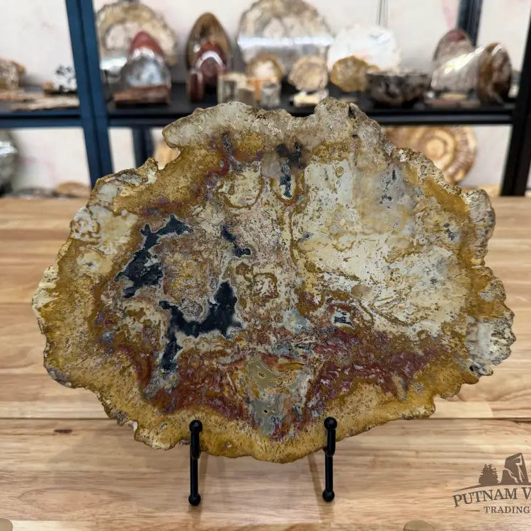 Petrified Palmwood Slab Slab