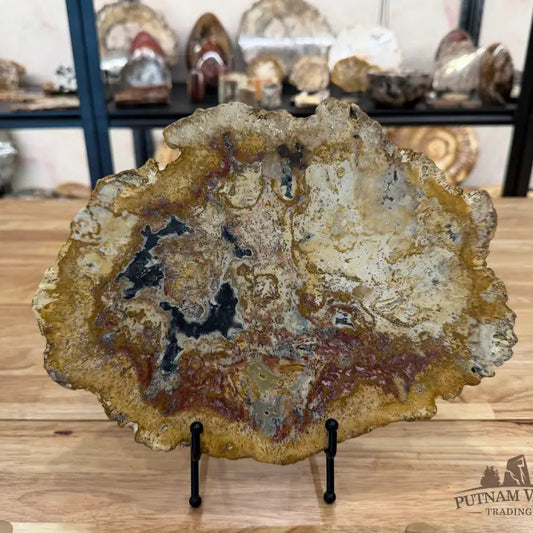Petrified Palmwood Slab Slab