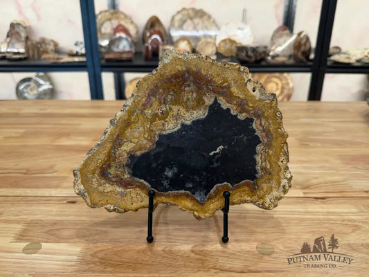 Petrified Palmwood Slab Slab