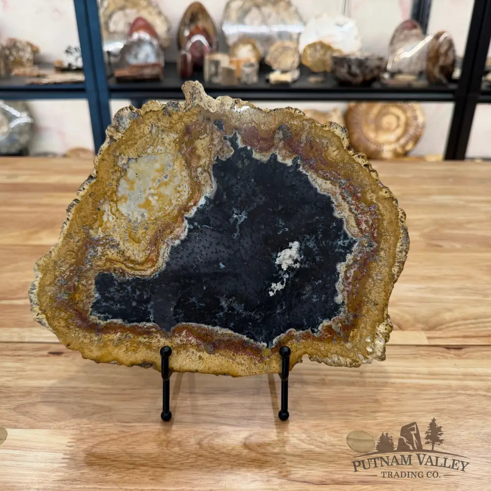 Petrified Palmwood Slab Slab
