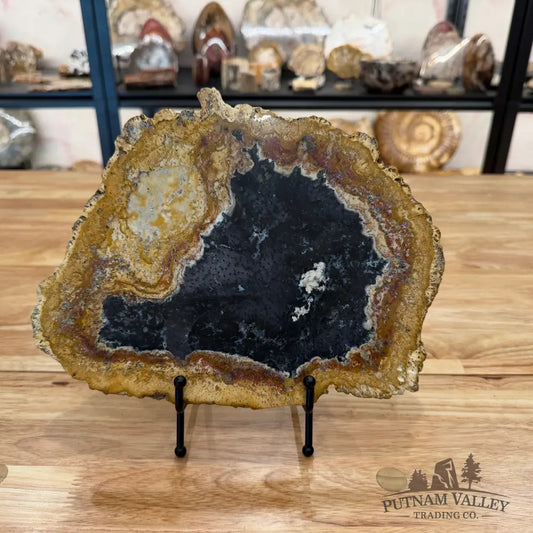 Petrified Palmwood Slab Slab