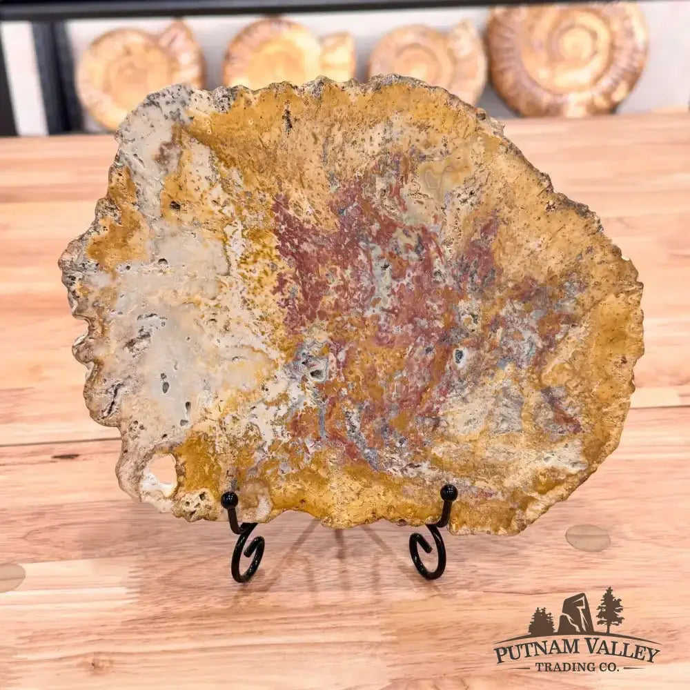 Petrified Palmwood Slab - Putnam Valley Trading Co.