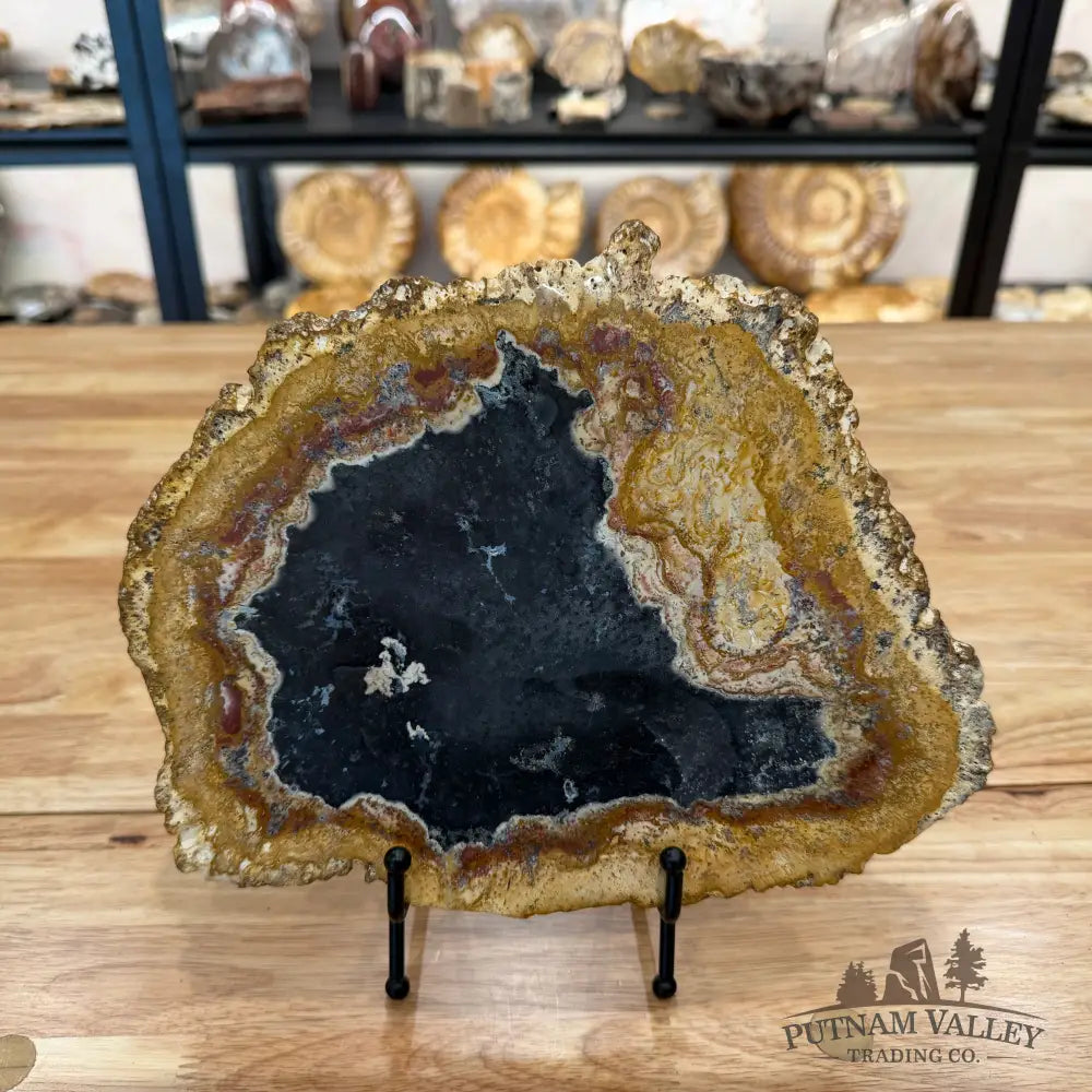 Petrified Palmwood Slab Slab