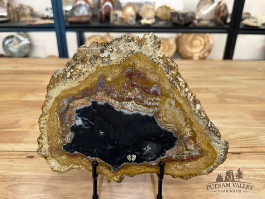 Petrified Palmwood Slab Slab