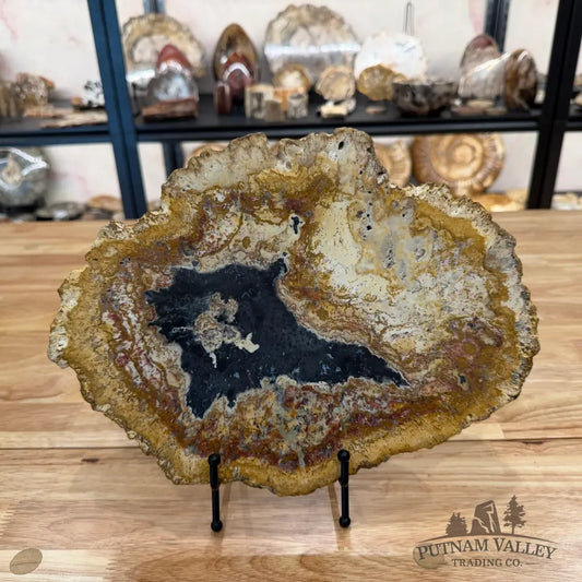 Petrified Palmwood Slab Slab