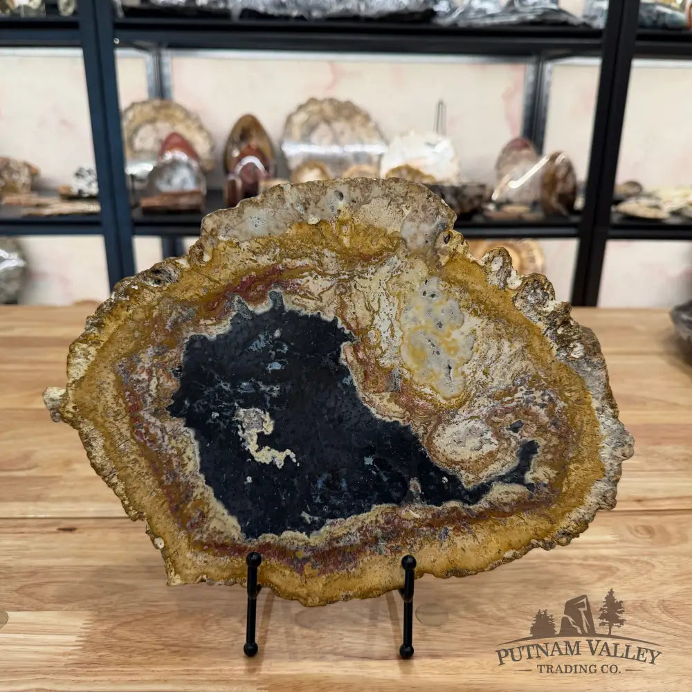 Petrified Palmwood Slab Slab