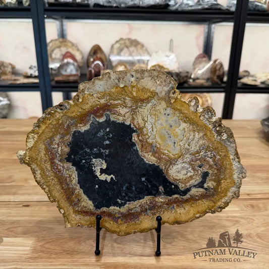 Petrified Palmwood Slab Slab