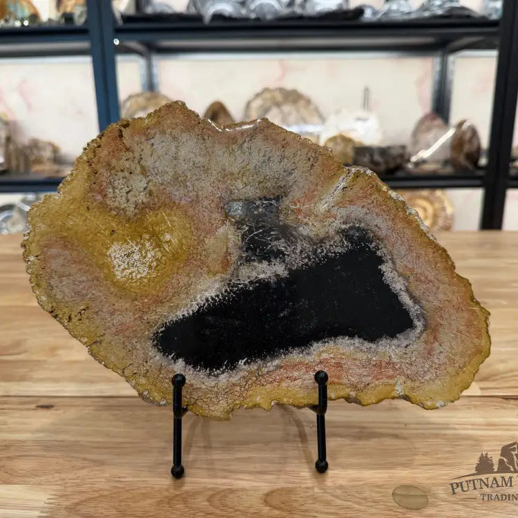 Petrified Palmwood Slab Slab