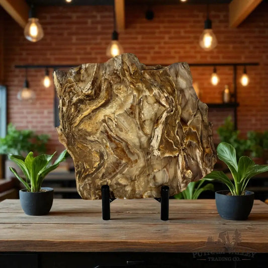 Petrified Wood End Cut