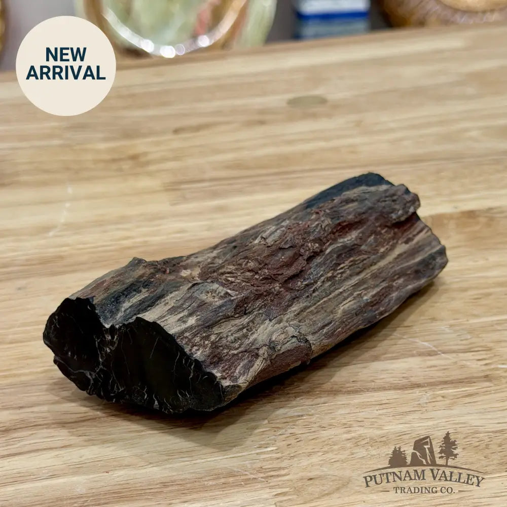 Petrified Wood Limb Accent 5’’ - Accent