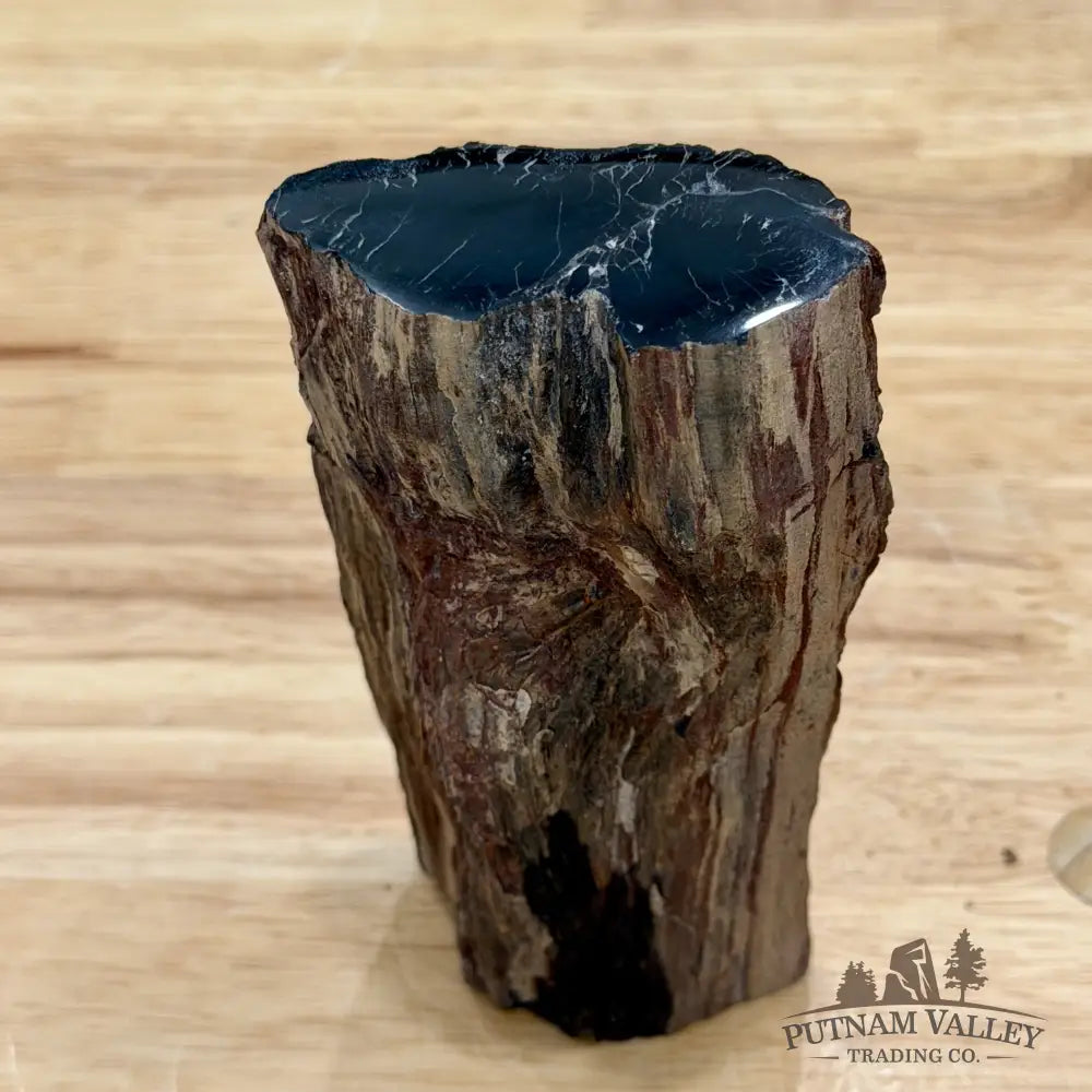 Petrified Wood Limb Accent 5’’ - Accent