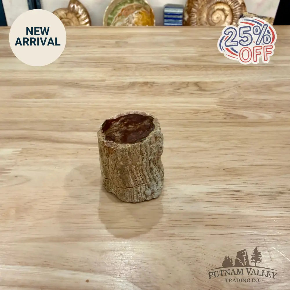 Petrified Wood Mini Stump Accent 1.7’’ - Accent