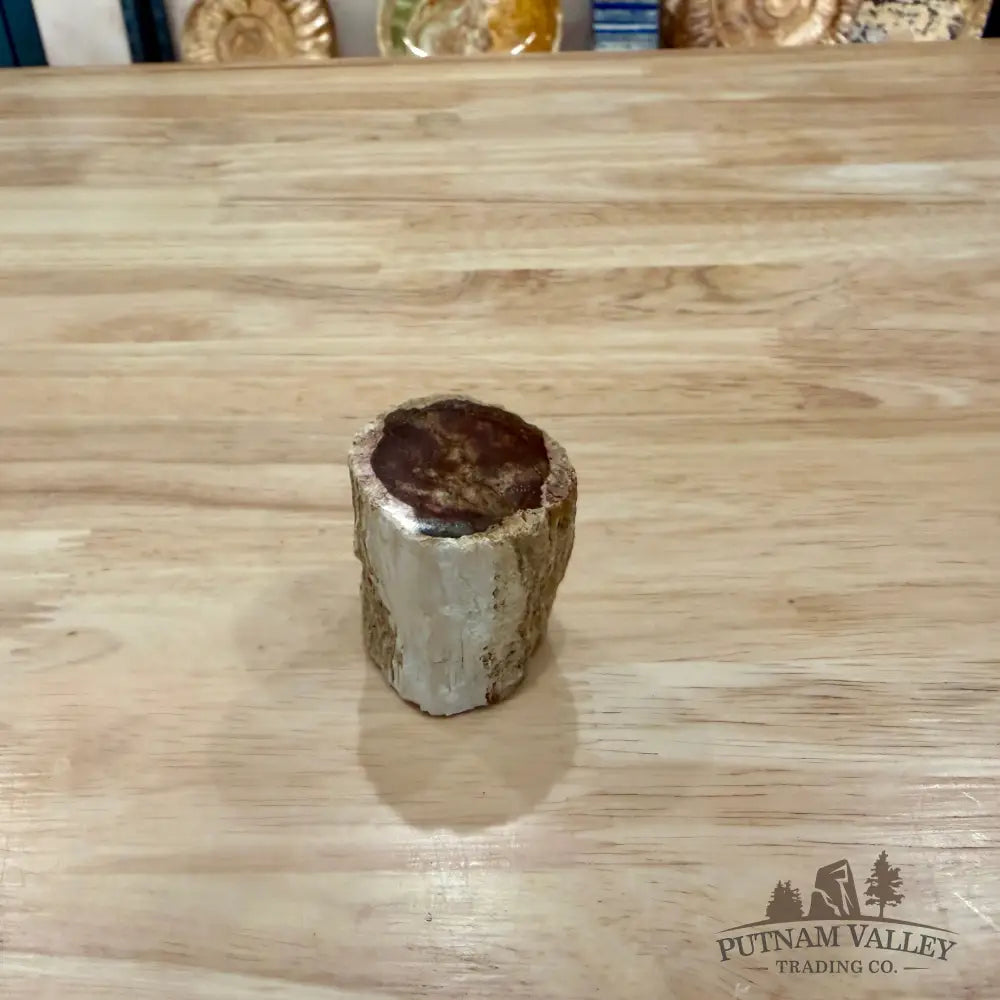 Petrified Wood Mini Stump Accent 1.7’’ - Accent