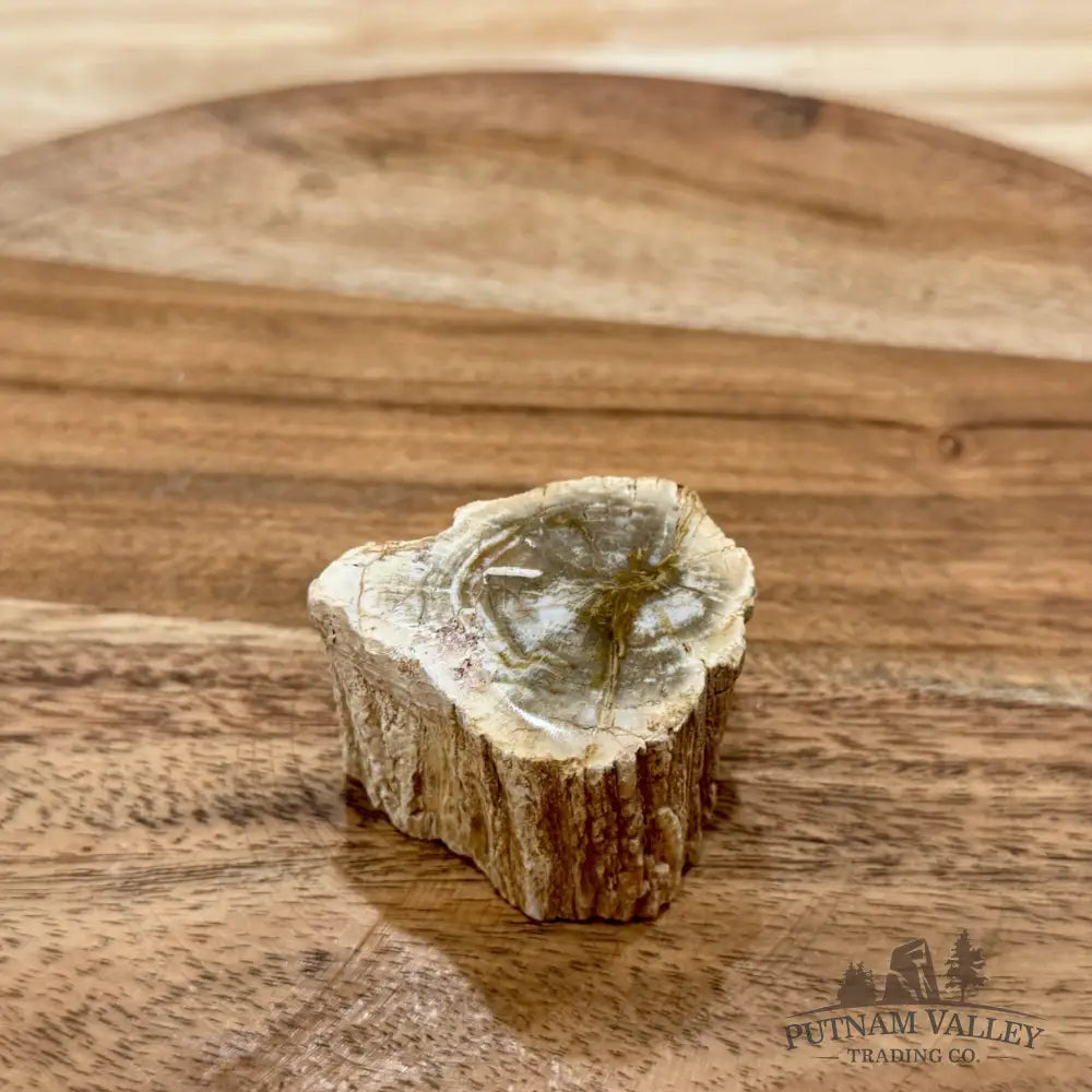 Petrified Wood Mini Stump Accent 1.76’’ - Free Standing Accent