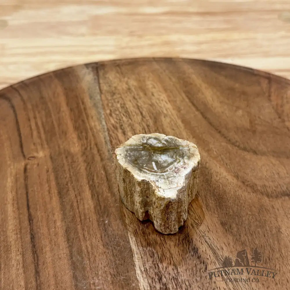 Petrified Wood Mini Stump Accent 1.76’’ - Free Standing Accent