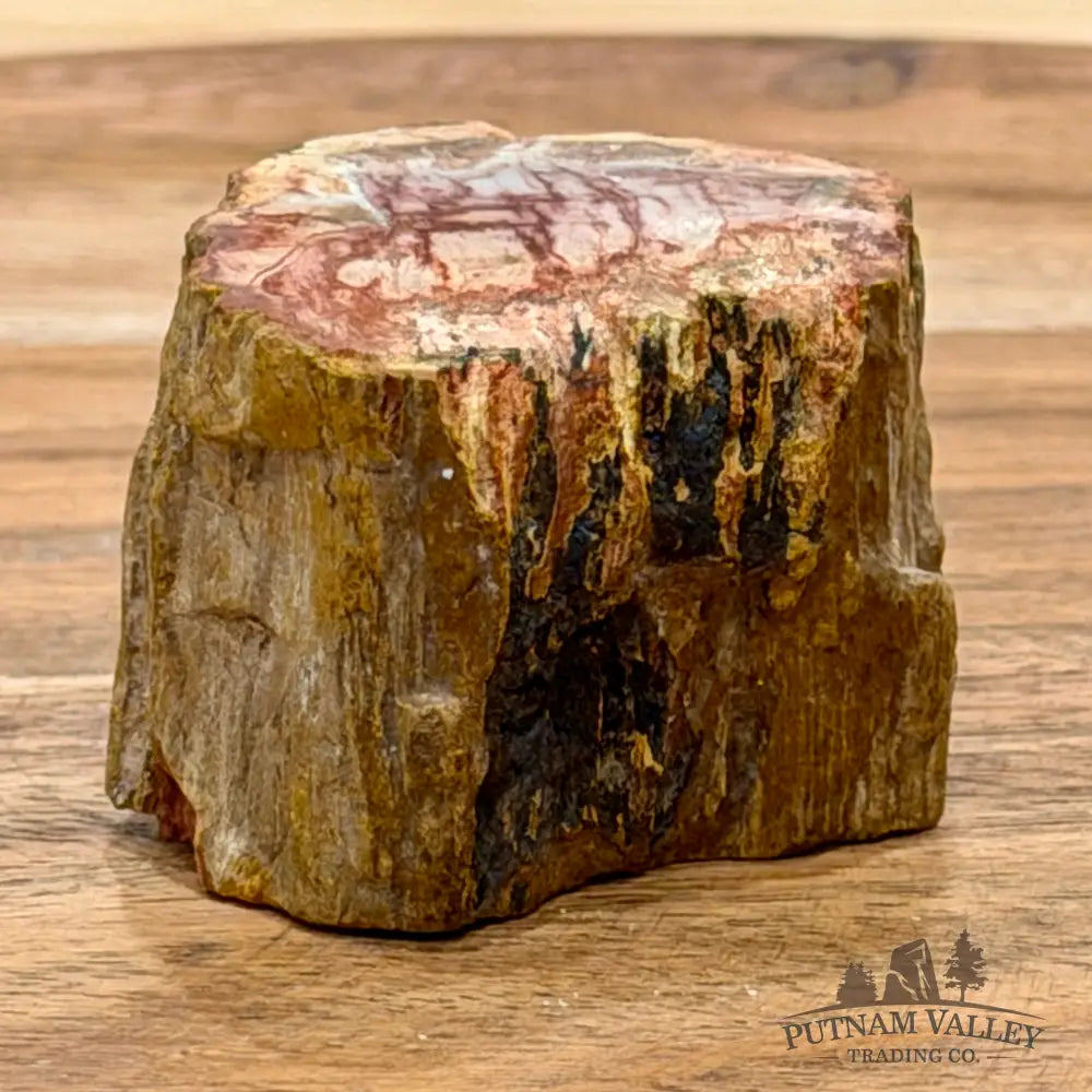 Petrified Wood Mini Stump Accent 1.84’’ - Free Standing Accent