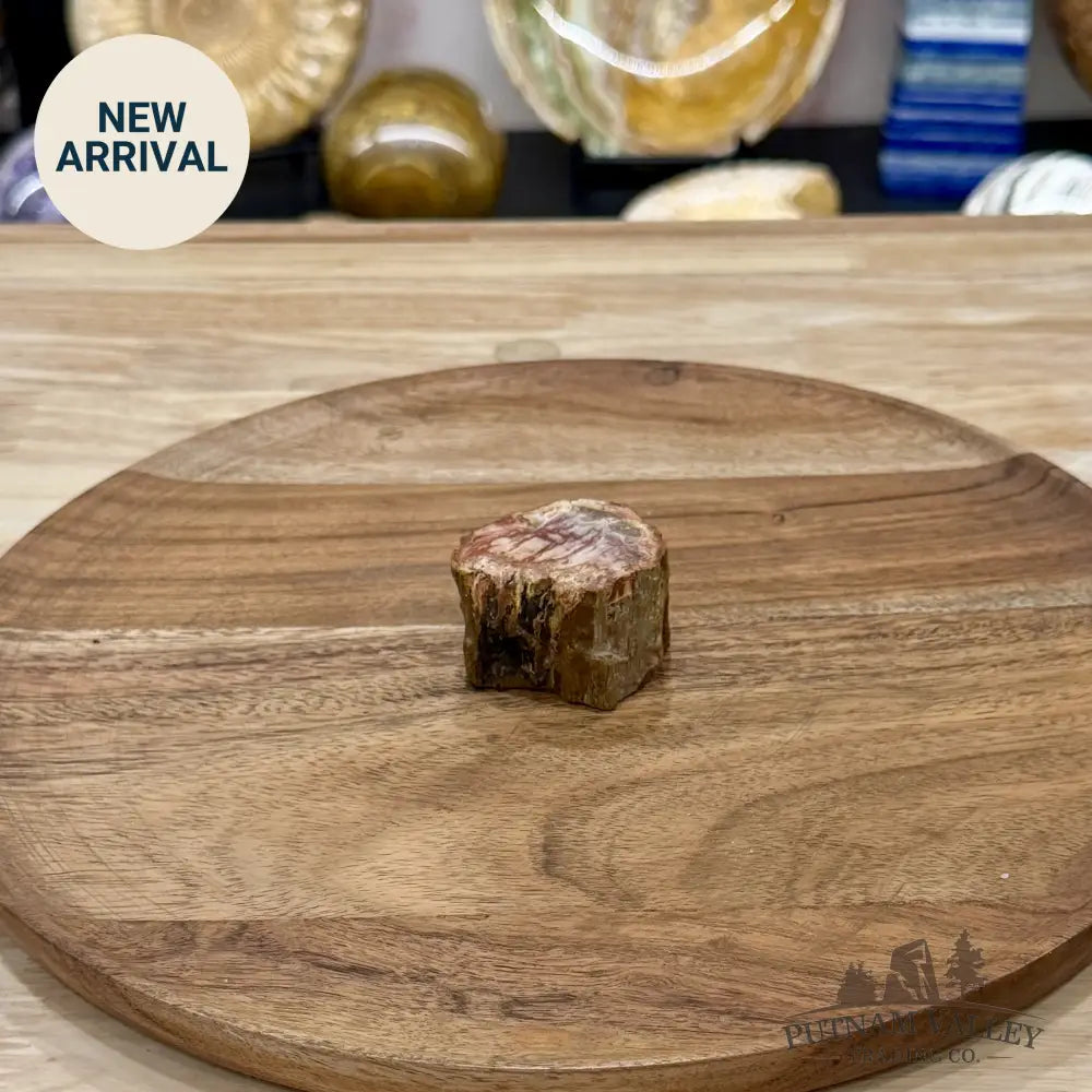 Petrified Wood Mini Stump Accent 1.84’’ - Free Standing Accent