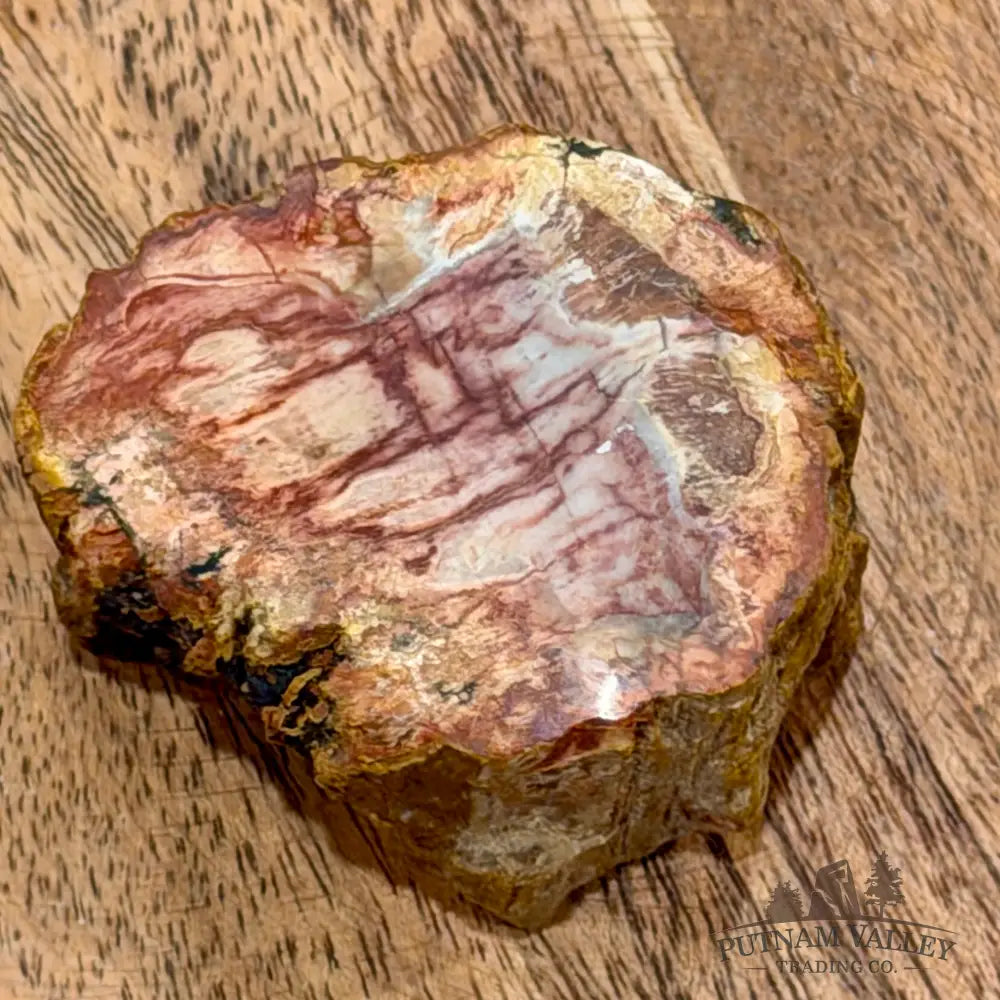 Petrified Wood Mini Stump Accent 1.84’’ - Free Standing Accent