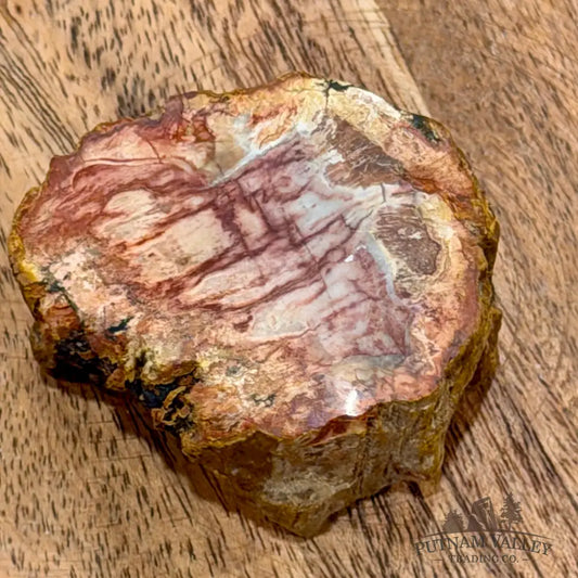 Petrified Wood Mini Stump Accent 1.84’’ - Free Standing Accent