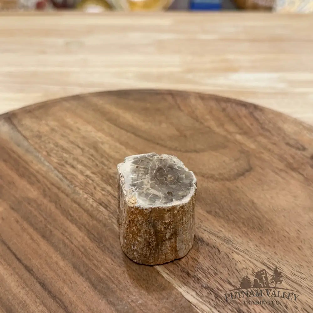 Petrified Wood Mini Stump Accent 1.85’’ - Free Standing Accent