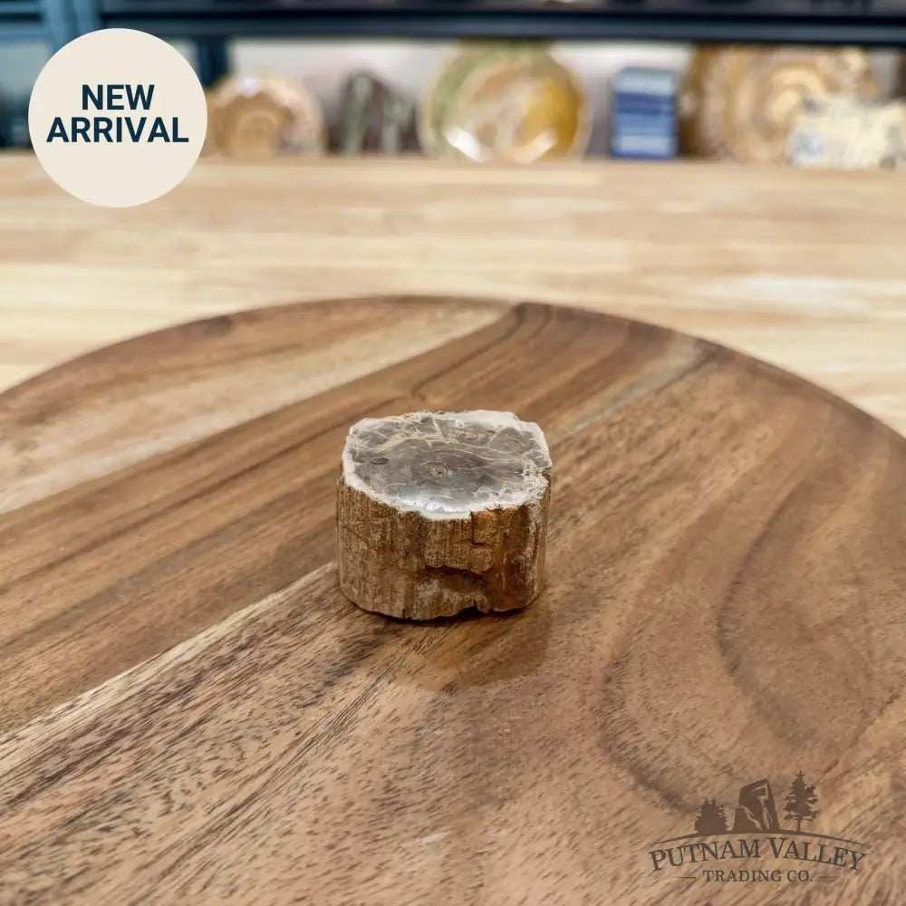 Petrified Wood Mini Stump Accent 1.85’’ - Free Standing Accent