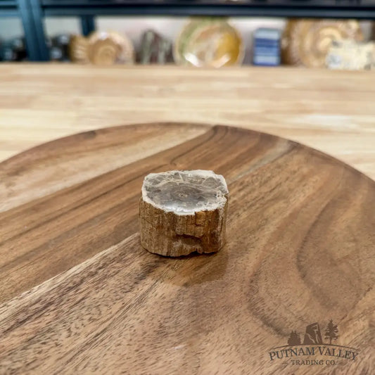Petrified Wood Mini Stump Accent 1.85’’ - Free Standing Accent