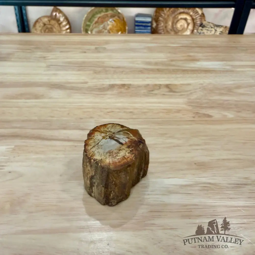 Petrified Wood Mini Stump Accent 1.9’’ - Accent