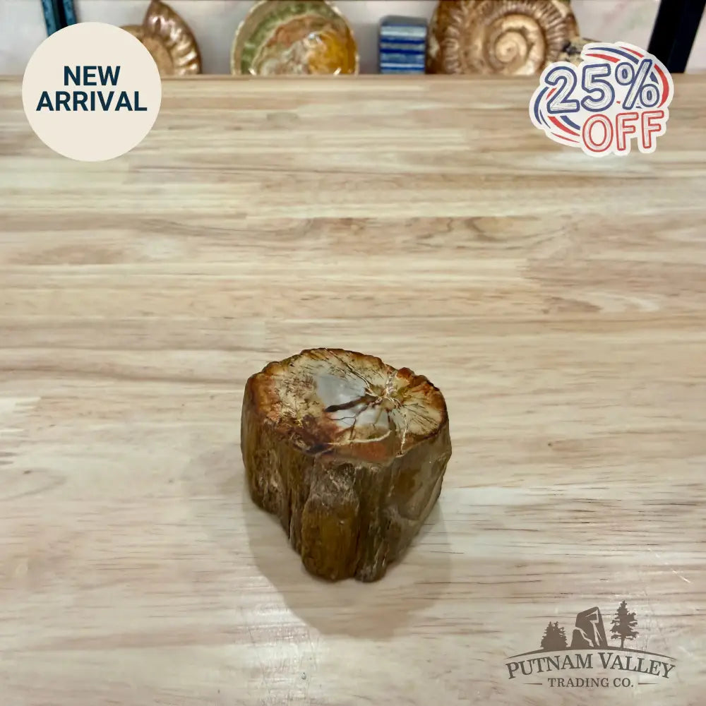 Petrified Wood Mini Stump Accent 1.9’’ - Accent