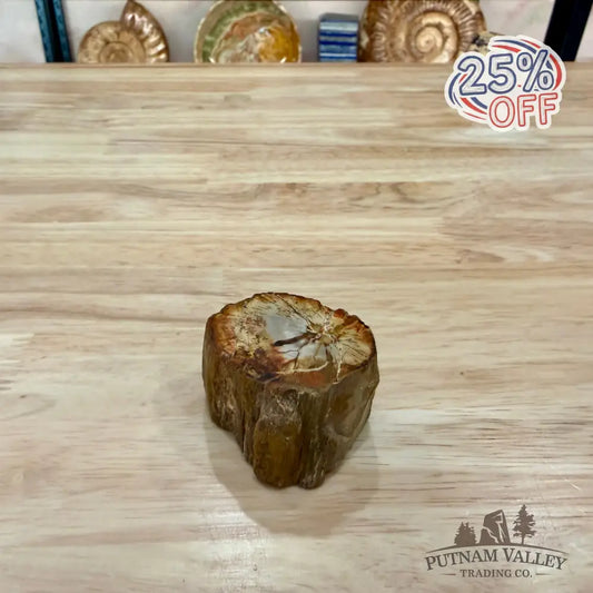 Petrified Wood Mini Stump Accent 1.9’’ - Accent