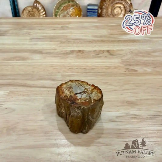 Petrified Wood Mini Stump Accent 1.9’’ - Accent