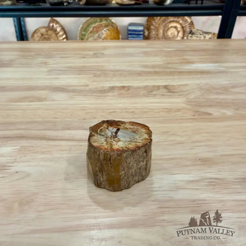 Petrified Wood Mini Stump Accent 1.9’’ - Accent