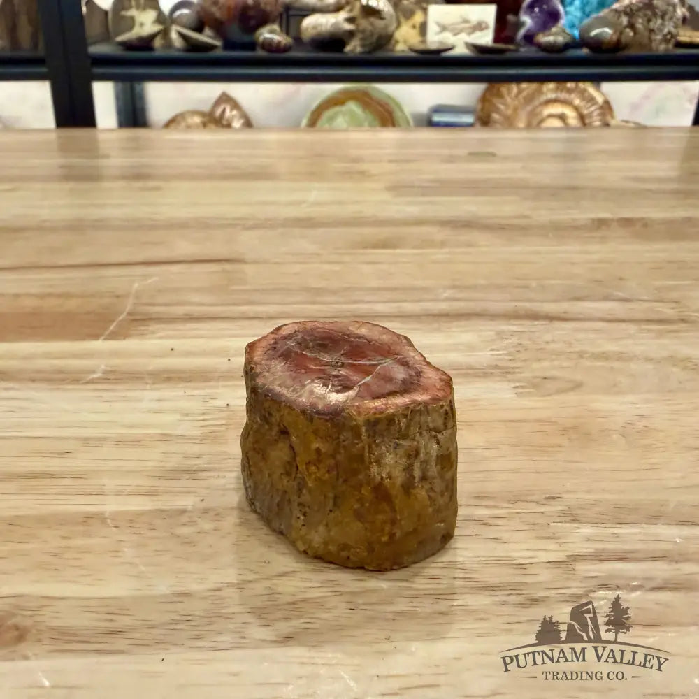 Petrified Wood Mini Stump Accent 1.91’’ - Accent