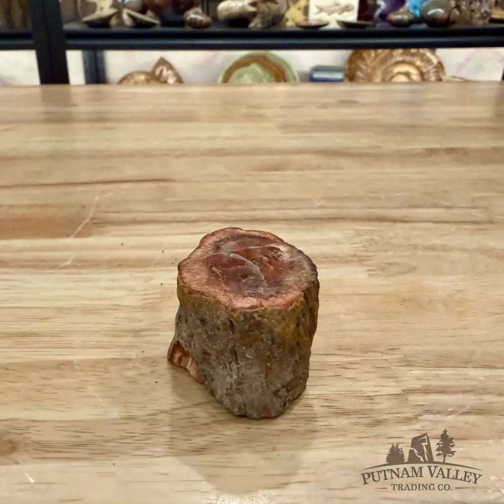 Petrified Wood Mini Stump Accent 1.91’’ - Accent