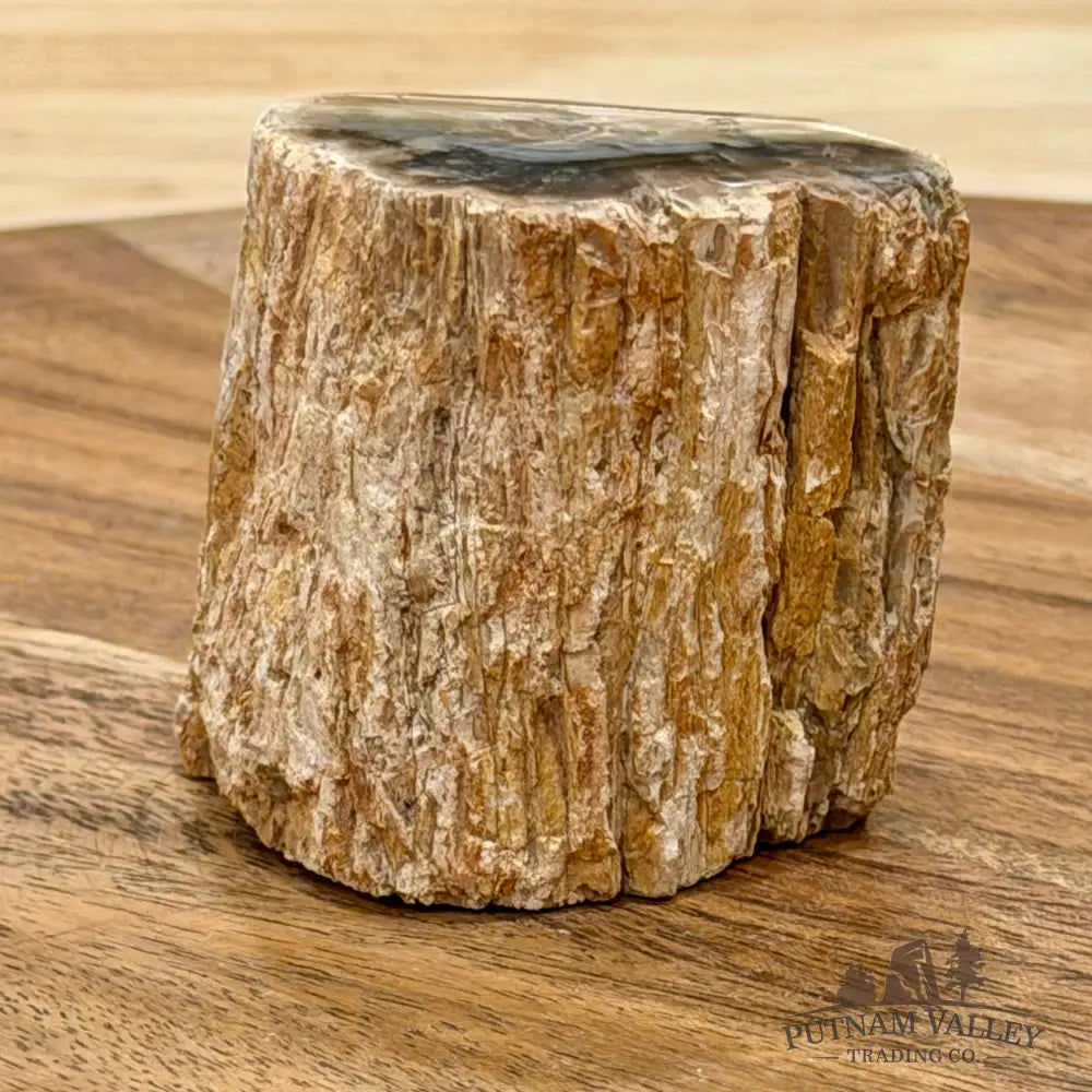 Petrified Wood Mini Stump Accent 2.05’’ - Free Standing Accent