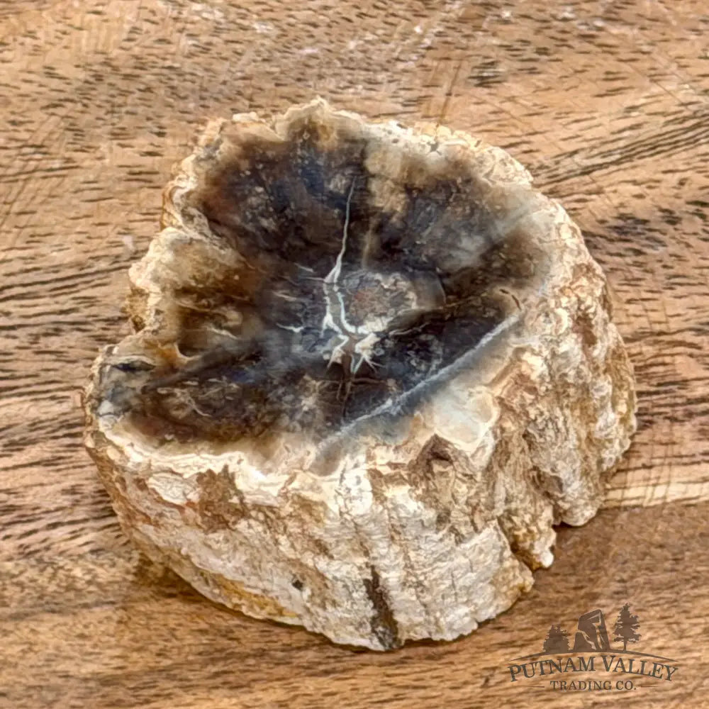 Petrified Wood Mini Stump Accent 2.05’’ - Free Standing Accent