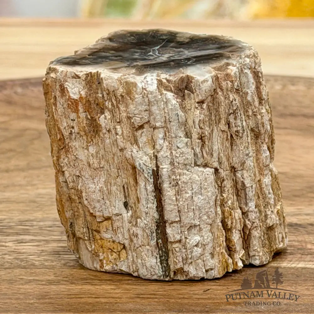 Petrified Wood Mini Stump Accent 2.05’’ - Free Standing Accent