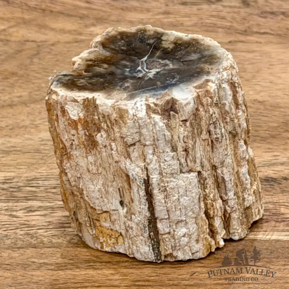 Petrified Wood Mini Stump Accent 2.05’’ - Free Standing Accent