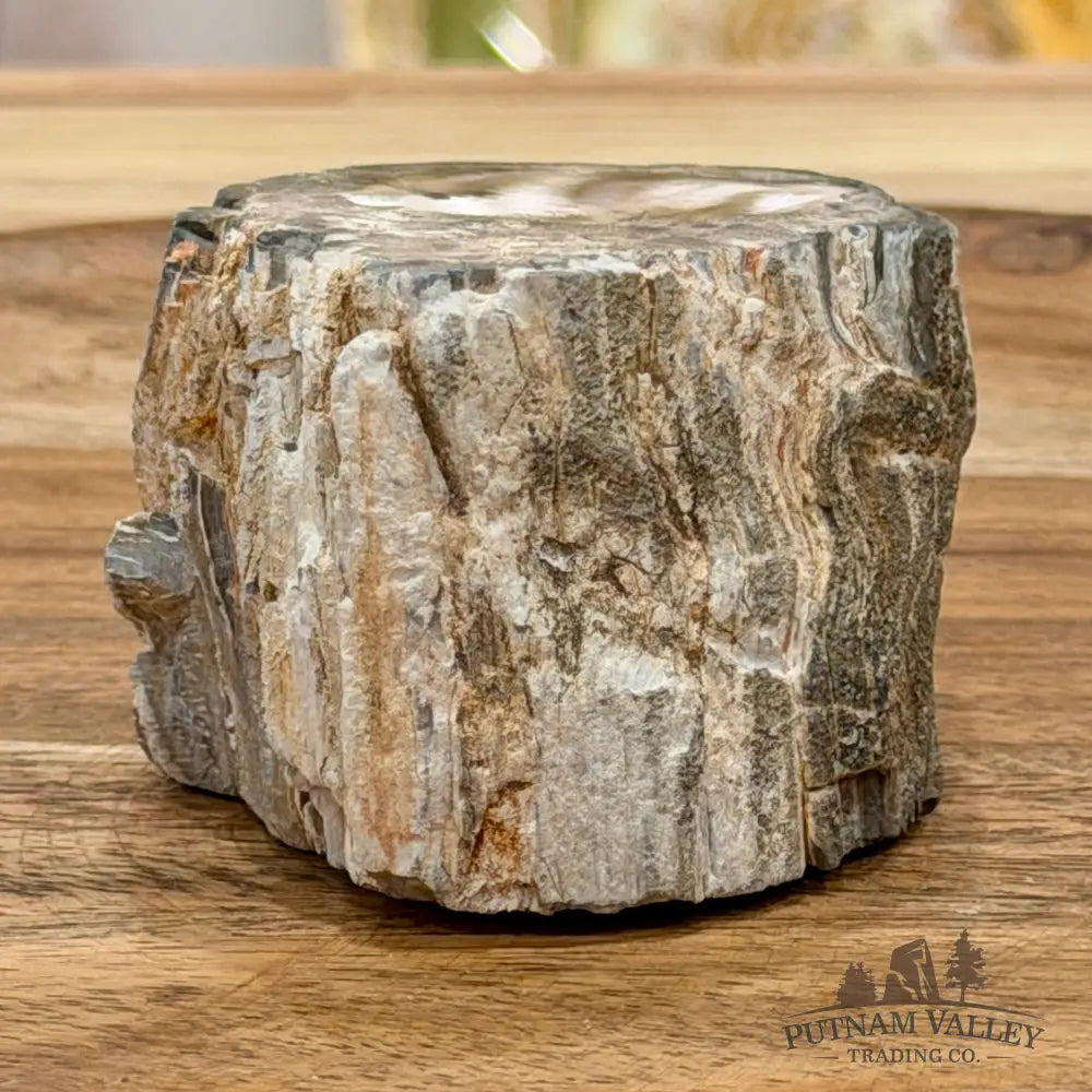 Petrified Wood Mini Stump Accent 2.3’’ - Free Standing Accent