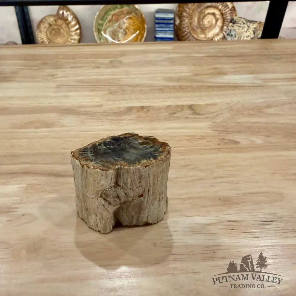 Petrified Wood Mini Stump Accent 2.4’’ - Accent