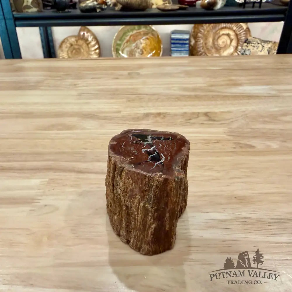 Petrified Wood Mini Stump Accent 2.4’’ - Accent