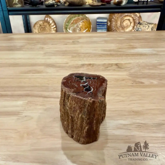 Petrified Wood Mini Stump Accent 2.4’’ - Accent