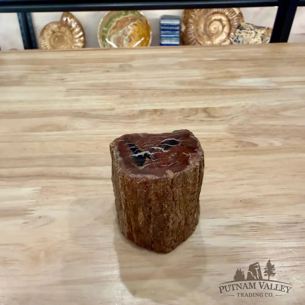 Petrified Wood Mini Stump Accent 2.4’’ - Accent