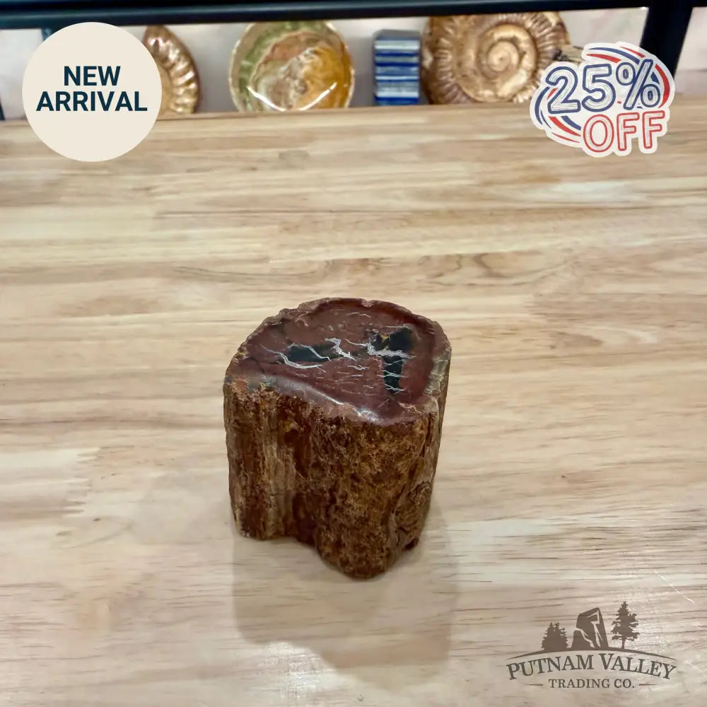 Petrified Wood Mini Stump Accent 2.4’’ - Accent