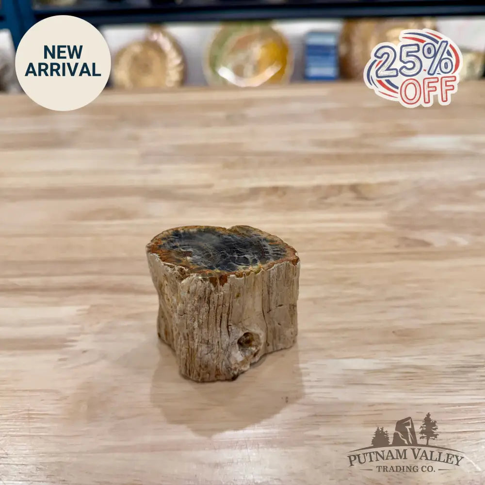Petrified Wood Mini Stump Accent 2.4’’ - Accent