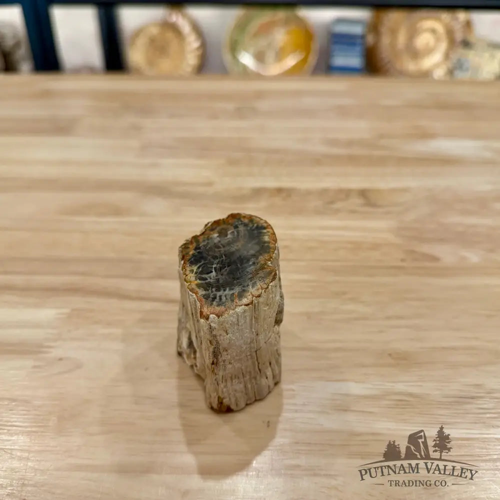 Petrified Wood Mini Stump Accent 2.4’’ - Accent