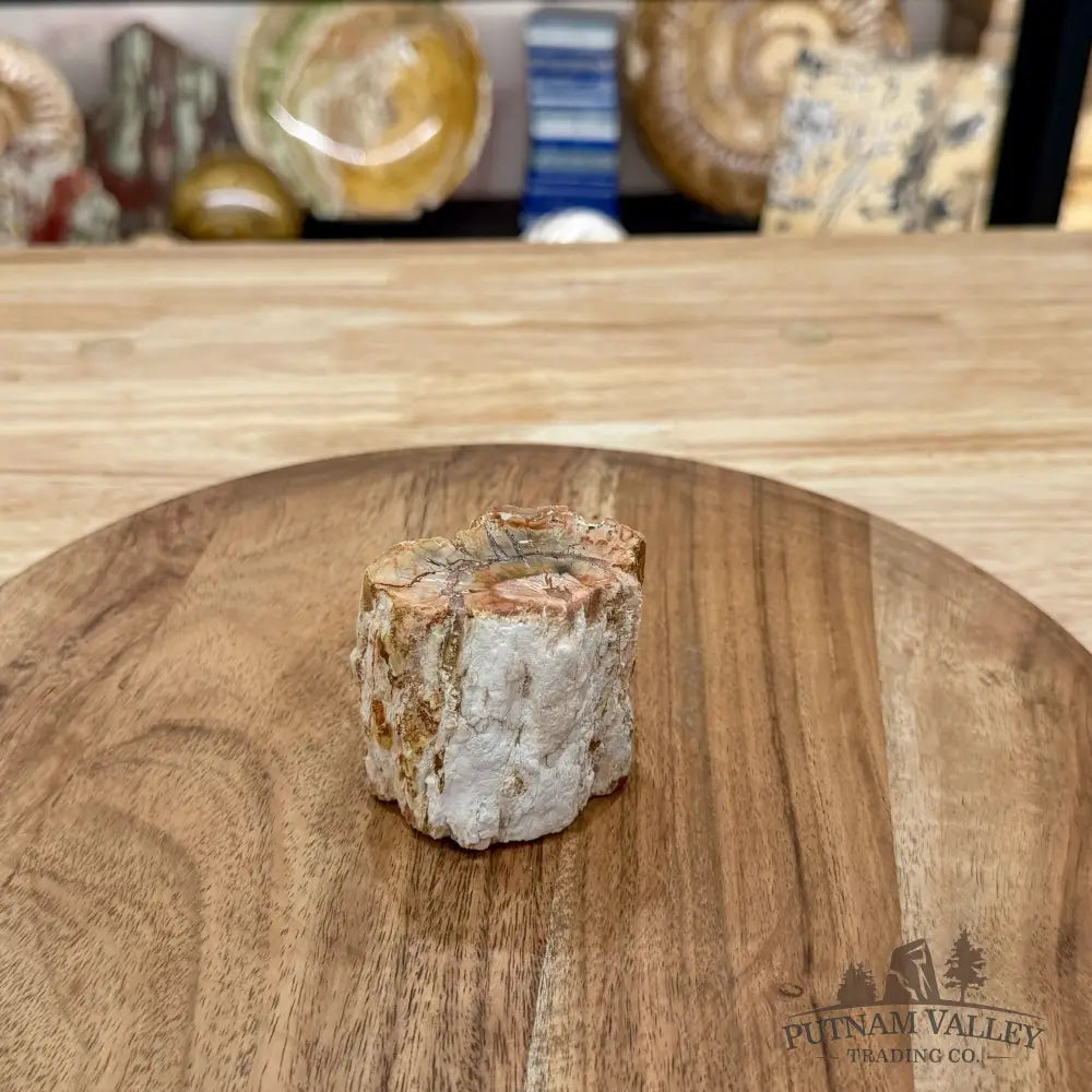 Petrified Wood Mini Stump Accent 2.4’’ - Free Standing Accent