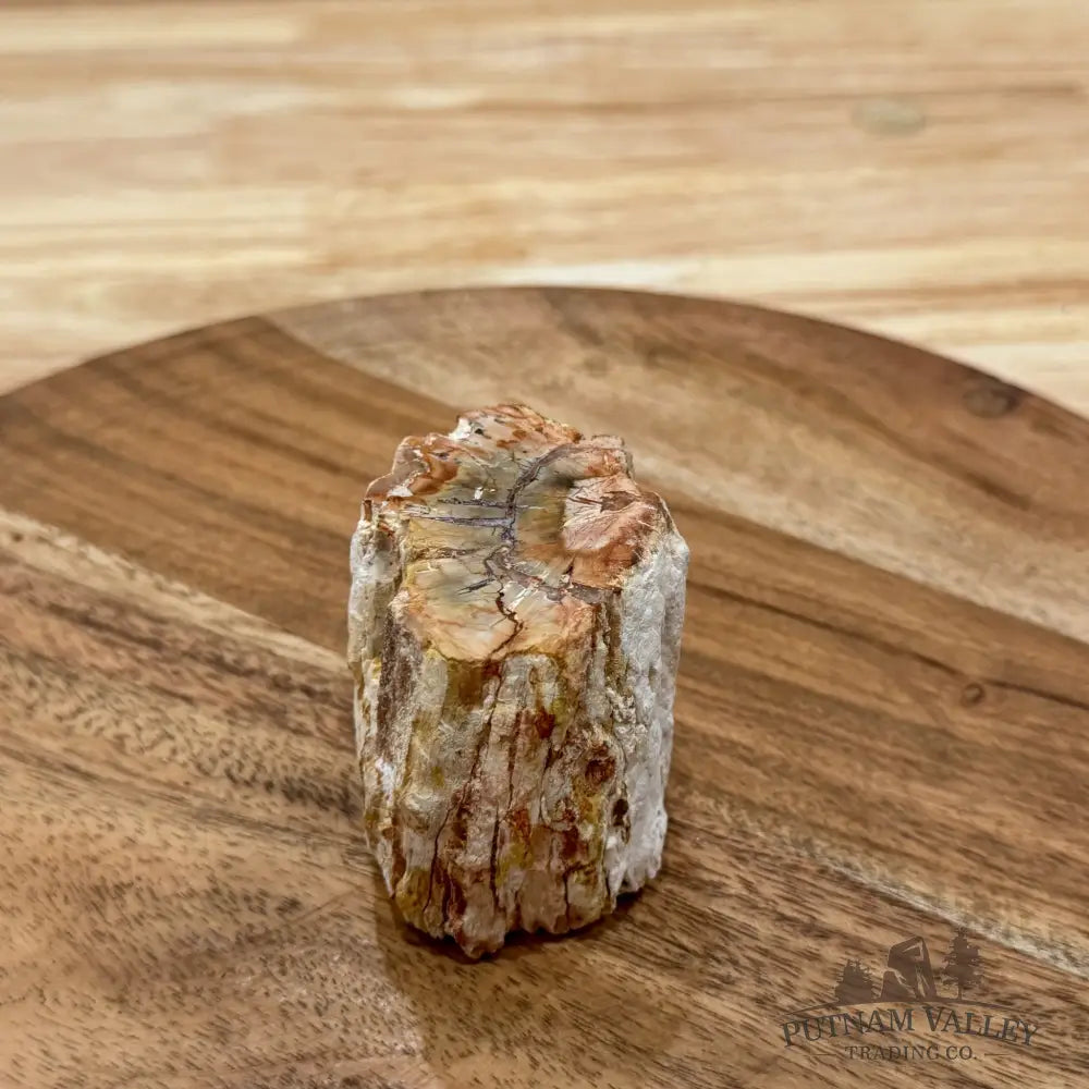 Petrified Wood Mini Stump Accent 2.4’’ - Free Standing Accent